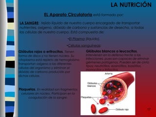 17
LA NUTRICIÓN
EL Aparato Circulatorio está formado por:
LA SANGRE: tejido líquido de nuestro cuerpo encargado de transportar
nutrientes, oxígeno, dióxido de carbono y sustancias de desecho, a todas
las células de nuestro cuerpo. Está compuesta de:
•El Plasma (líquido).
•Células sanguíneas:
Glóbulos rojos o eritrocitos. Tienen
forma de disco y no tienen núcleo. Su
citoplasma está repleto de hemoglobina.
Transportan oxígeno a las diferentes
células del organismo y eliminan el
dióxido de carbono producido por
dichas células.
Glóbulos blancos o leucocitos.
Intervienen en la defensa frente a las
infecciones, pues son capaces de eliminar
gérmenes patógenos. Pueden ser de cinto
tipos: neutrófilos, eosinófilos, basófilos,
monocitos y linfocitos.
Plaquetas. En realidad son fragmentos
celulares sin núcleo. Participan en la
coagulación de la sangre.
 