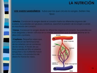 18
LA NUTRICIÓN
LOS VASOS SANGUÍNEOS: tubos por los que circula la sangre. Existen tres
tipos:
•Arterias. Conducen la sangre desde el corazón hasta los diferentes órganos del
cuerpo. Sus paredes son gruesas y elásticas, soportan la presión de la sangre cuando
es expulsada del corazón.
•Venas. Conducen la sangre desde los diferentes órganos al corazón. Sus paredes son
más delgadas y tienen válvulas en su interior, que evitan que la sangre retorne en la
dirección contraria.
•Capilares. Pequeños vasos que
comunican las terminaciones
de las arterias con el comienzo
de las venas. A través de sus
finas paredes se filtra el plasma
sanguíneo y los nutrientes hacia
las células, y los productos de
desecho hacia los vasos.
 