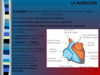 19
LA NUTRICIÓN
EL CORAZÓN: órgano musculoso que impulsa el movimiento de la sangre
por todo el cuerpo.
Tiene cuatro cavidades: dos aurículas y dos ventrículos.
•Las aurículas reciben sangre de las venas cavas y pulmonares.
•Los ventrículos impulsan la sangre a través de las arterias aorta y pulmonares.
•La sangre llega por las
venas, pasa a las aurículas,
y de éstas a los ventrículos.
Entre las aurículas y los
ventrículos existen válvulas
que impiden el retroceso
de la sangre.
Las cavidades realizan dos
movimientos:
•La contracción recibe el nombre
de sístole, impulsa la sangre.
•La relajación el de diástole,
permite que la sangre penetre.
La pared del corazón está irrigada
por las arterias y venas coronarias.
 