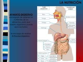 4
LA NUTRICIÓN
APARATO DIGESTIVO
encargado de obtener los
nutrientes de los
alimentos, para que
nuestro organismo pueda
aprovecharlos.
Se encarga de realizar
El Proceso Digestivo
 