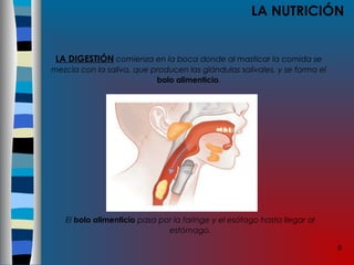 6
LA NUTRICIÓN
LA DIGESTIÓN comienza en la boca donde al masticar la comida se
mezcla con la saliva, que producen las glándulas salivales, y se forma el
bolo alimenticio.
El bolo alimenticio pasa por la faringe y el esófago hasta llegar al
estómago.
 
