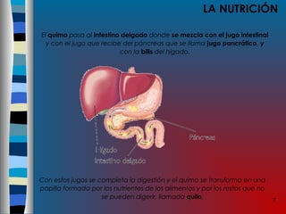 7
LA NUTRICIÓN
El quimo pasa al intestino delgado donde se mezcla con el jugo intestinal
y con el jugo que recibe del páncreas que se llama jugo pancrático, y
con la bilis del hígado.
Con estos jugos se completa la digestión y el quimo se transforma en una
papilla formada por los nutrientes de los alimentos y por los restos que no
se pueden digerir, llamada quilo.
 
