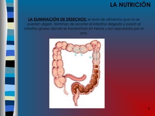 9
LA NUTRICIÓN
LA ELIMINACIÓN DE DESECHOS: el resto de alimentos que no se
pueden digerir, terminan de recorrer el intestino delgado y pasan al
intestino grueso donde se transforman en heces y son expulsados por el
ano.
 