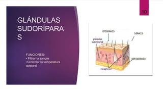 GLÁNDULAS
SUDORÍPARA
S
10
FUNCIONES:
• Filtrar la sangre
•Controlar la temperatura
corporal
 