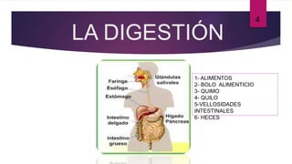 LA DIGESTIÓN
4
1- ALIMENTOS
2- BOLO ALIMENTICIO
3- QUIMO
4- QUILO
5-VELLOSIDADES
INTESTINALES
6- HECES
 