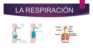 LA RESPIRACIÓN
5
 