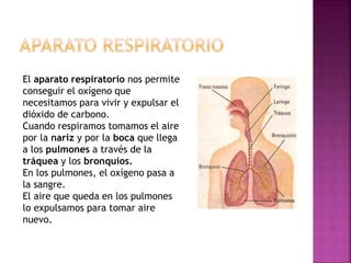 El aparato respiratorio nos permite
conseguir el oxígeno que
necesitamos para vivir y expulsar el
dióxido de carbono.
Cuando respiramos tomamos el aire
por la nariz y por la boca que llega
a los pulmones a través de la
tráquea y los bronquios.
En los pulmones, el oxígeno pasa a
la sangre.
El aire que queda en los pulmones
lo expulsamos para tomar aire
nuevo.
 