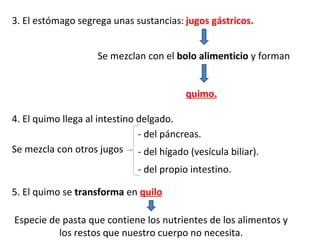 3. El estómago segrega unas sustancias: jugos gástricos.
Se mezclan con el bolo alimenticio y forman
quimo.
4. El quimo llega al intestino delgado.
Se mezcla con otros jugos
- del páncreas.
- del hígado (vesícula biliar).
- del propio intestino.
5. El quimo se transforma en quilo
Especie de pasta que contiene los nutrientes de los alimentos y
los restos que nuestro cuerpo no necesita.
 