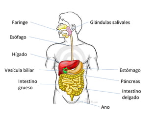 Faringe
Esófago
Hígado
Intestino
grueso
Intestino
delgado
Estómago
Glándulas salivales
Páncreas
Vesícula biliar
Ano
 