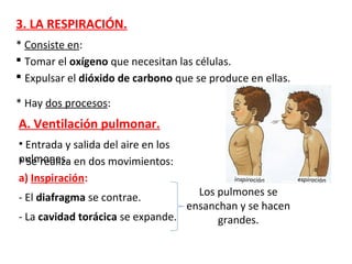 3. LA RESPIRACIÓN.
* Consiste en:
 Tomar el oxígeno que necesitan las células.
 Expulsar el dióxido de carbono que se produce en ellas.
* Hay dos procesos:
A. Ventilación pulmonar.
• Entrada y salida del aire en los
pulmones.• Se realiza en dos movimientos:
a) Inspiración:
- El diafragma se contrae.
- La cavidad torácica se expande.
Los pulmones se
ensanchan y se hacen
grandes.
 