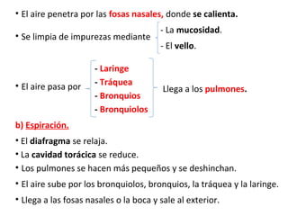 • El aire penetra por las fosas nasales, donde se calienta.
• Se limpia de impurezas mediante
- La mucosidad.
- El vello.
• El aire pasa por
- Laringe
- Tráquea
- Bronquios
- Bronquiolos
Llega a los pulmones.
b) Espiración.
• El diafragma se relaja.
• La cavidad torácica se reduce.
• Los pulmones se hacen más pequeños y se deshinchan.
• El aire sube por los bronquiolos, bronquios, la tráquea y la laringe.
• Llega a las fosas nasales o la boca y sale al exterior.
 