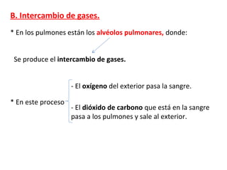 B. Intercambio de gases.
* En los pulmones están los alvéolos pulmonares, donde:
Se produce el intercambio de gases.
* En este proceso
- El oxígeno del exterior pasa la sangre.
- El dióxido de carbono que está en la sangre
pasa a los pulmones y sale al exterior.
 