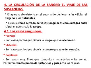 4. LA CIRCULACIÓN DE LA SANGRE: EL VIAJE DE LAS
SUSTANCIAS.
* El aparato circulatorio es el encargado de llevar a las células el
oxígeno y los nutrientes.
* Es un sistema cerrado de vasos sanguíneos comunicados entre
sí por el que circula la sangre.
4.1. Los vasos sanguíneos.
 Venas:
- Son vasos por los que circula la sangre que va al corazón.
 Arterias:
- Son vasos por los que circula la sangre que sale del corazón.
 Capilares:
- Son vasos muy finos que comunican las arterias y las venas.
Permiten el intercambio de sustancias y gases con las células.
 