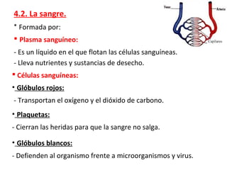 4.2. La sangre.
* Formada por:
 Plasma sanguíneo:
- Es un líquido en el que flotan las células sanguíneas.
- Lleva nutrientes y sustancias de desecho.
 Células sanguíneas:
• Glóbulos rojos:
- Transportan el oxígeno y el dióxido de carbono.
• Plaquetas:
- Cierran las heridas para que la sangre no salga.
• Glóbulos blancos:
- Defienden al organismo frente a microorganismos y virus.
 