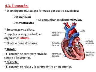 4.3. El corazón.
* Es un órgano musculoso formado por cuatro cavidades:
- Dos aurículas
- Dos ventrículos
Se comunican mediante válvulas.
* Se contrae y se dilata.
* Impulsa la sangre a todo el
organismo: latidos.
* El latido tiene dos fases:
 Sístole:
- El corazón se contrae y envía la
sangre a las arterias.
 Diástole:
- El corazón se relaja y la sangre entra en su interior.
 