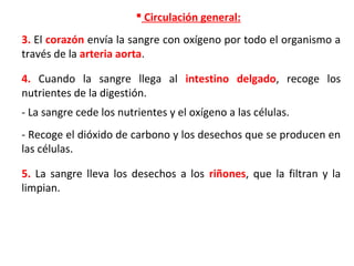 3. El corazón envía la sangre con oxígeno por todo el organismo a
través de la arteria aorta.
4. Cuando la sangre llega al intestino delgado, recoge los
nutrientes de la digestión.
- La sangre cede los nutrientes y el oxígeno a las células.
- Recoge el dióxido de carbono y los desechos que se producen en
las células.
 Circulación general:
5. La sangre lleva los desechos a los riñones, que la filtran y la
limpian.
 