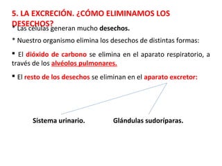 5. LA EXCRECIÓN. ¿CÓMO ELIMINAMOS LOS
DESECHOS?* Las células generan mucho desechos.
* Nuestro organismo elimina los desechos de distintas formas:
 El dióxido de carbono se elimina en el aparato respiratorio, a
través de los alvéolos pulmonares.
 El resto de los desechos se eliminan en el aparato excretor:
Sistema urinario. Glándulas sudoríparas.
 