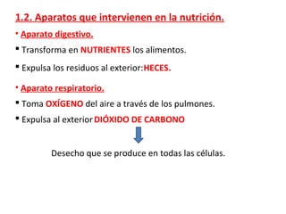 1.2. Aparatos que intervienen en la nutrición.
• Aparato digestivo.
 Transforma en NUTRIENTES los alimentos.
 Expulsa los residuos al exterior:HECES.
• Aparato respiratorio.
 Toma OXÍGENO del aire a través de los pulmones.
 Expulsa al exteriorDIÓXIDO DE CARBONO
Desecho que se produce en todas las células.
 