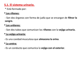 5.1. El sistema urinario.
* Está formado por:
 Los uréteres:
 La vejiga urinaria:
 La uretra:
- Son dos tubos que comunican los riñones con la vejiga urinaria.
- Es una cavidad musculosa que almacena la orina.
- Es un conducto que comunica la vejiga con el exterior.
 Los riñones:
- Son dos órganos con forma de judía que se encargan de filtrar la
sangre.
 
