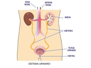 SISTEMA URINARIO
 