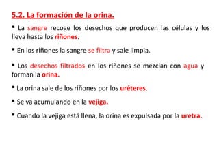 5.2. La formación de la orina.
 La sangre recoge los desechos que producen las células y los
lleva hasta los riñones.
 En los riñones la sangre se filtra y sale limpia.
 Los desechos filtrados en los riñones se mezclan con agua y
forman la orina.
 La orina sale de los riñones por los uréteres.
 Se va acumulando en la vejiga.
 Cuando la vejiga está llena, la orina es expulsada por la uretra.
 