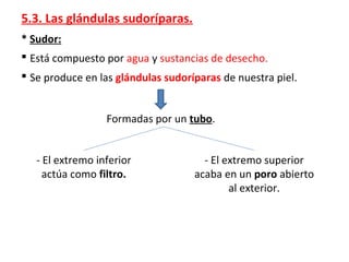 5.3. Las glándulas sudoríparas.
* Sudor:
 Está compuesto por agua y sustancias de desecho.
 Se produce en las glándulas sudoríparas de nuestra piel.
Formadas por un tubo.
- El extremo inferior
actúa como filtro.
- El extremo superior
acaba en un poro abierto
al exterior.
 