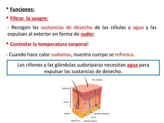 * Funciones:
 Filtrar la sangre:
- Recogen las sustancias de desecho de las células y agua y las
expulsan al exterior en forma de sudor.
 Controlar la temperatura corporal:
- Cuando hace calor sudamos, nuestro cuerpo se refresca.
Los riñones y las glándulas sudoríparas necesitan agua para
expulsar las sustancias de desecho.
 