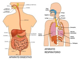 APARATO DIGESTIVO
APARATO
RESPIRATORIO
 