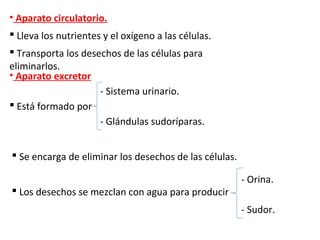 • Aparato circulatorio.
 Lleva los nutrientes y el oxígeno a las células.
 Transporta los desechos de las células para
eliminarlos.
• Aparato excretor
 Está formado por
- Sistema urinario.
- Glándulas sudoríparas.
 Se encarga de eliminar los desechos de las células.
 Los desechos se mezclan con agua para producir
- Orina.
- Sudor.
 