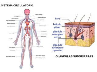 GLÁNDULAS SUDORÍPARAS
 