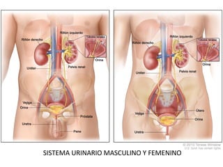 SISTEMA URINARIO MASCULINO Y FEMENINO
 