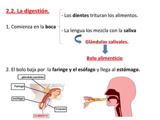 2.2. La digestión.
1. Comienza en la boca
- Los dientes trituran los alimentos.
- La lengua los mezcla con la saliva
Glándulas salivales.
Bolo alimenticio
2. El bolo baja por la faringe y el esófago y llega al estómago.
 