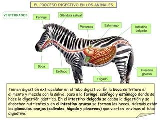 EL PROCESO DIGESTIVO EN LOS ANIMALES VERTEBRADOS Estómago Intestino grueso Hígado Esófago Faringe Glándula salival Boca Páncreas Intestino delgado Tienen digestión extracelular en el tubo digestivo. En la  boca  se tritura el alimento y mezcla con la saliva, pasa a la  faringe ,  esófago  y  estómago  donde se hace la digestión gástrica. En el  intestino delgado  se acaba la digestión y se absorben nutrientes y en el  intestino grueso  se forman las heces. Además están las  glándulas anejas  ( salivales ,  hígado  y p áncreas ) que vierten  enzimas al tubo digestivo. 