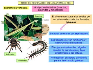 TIPOS DE RESPIRACIÓN EN LOS ANIMALES (II) Artrópodos terrestres (insectos, arácnidos y miriápodos) RESPIRACIÓN TRAQUEAL Se abren al exterior por  espiráculos Las tráqueas se van ramificando y disminuyendo su diámetro El oxígeno atraviesa las delgadas paredes de las tráqueas y llega directamente a las células. El aire se transporta a las células por un sistema de conductos llamados  tráqueas No necesitan el aparato circulatorio para el intercambio gaseoso Insectos Miriápodos Arácnidos 