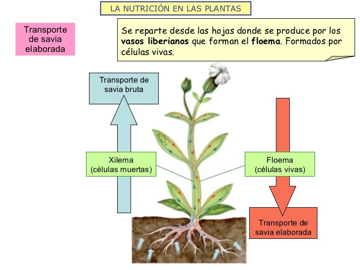 Resultado de imagen para CIRCULACION EN plantas xilema y floema