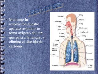 ●

Mediante la
respiración,nuestro
aparato respiratorio
toma oxígeno del aire
que pasa a la sangre, y
elimina el dióxido de
carbono

 