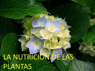 LA NUTRICIÓN DE LAS PLANTAS




LA NUTRICIÓN DE LAS
PLANTAS
 