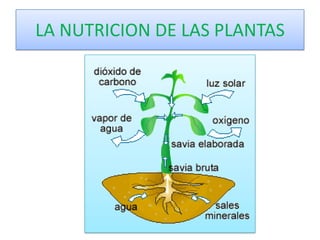 LA NUTRICION DE LAS PLANTAS
 