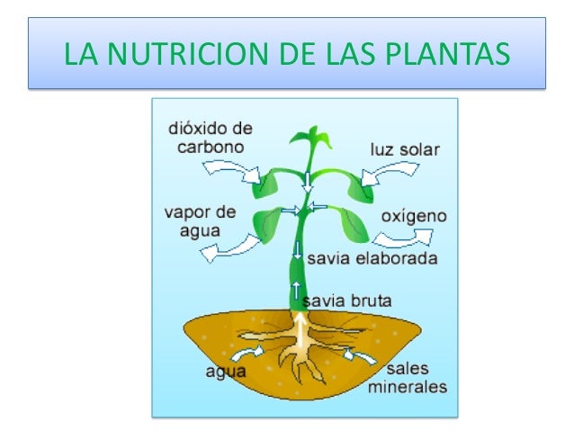 Resultado de imagen de nutricion de las plantas