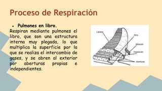 Proceso de Respiración
● Pulmones en libro.
Respiran mediante pulmones el
libro, que son una estructura
interna muy plegada, lo que
multiplica la superficie por la
que se realiza el intercambio de
gases, y se abren al exterior
por aberturas propias e
independientes.
 