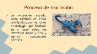 Proceso de Excreción
● La excreción sucede,
como también en otros
artrópodos, por los tubos
de malpighi, que finalizan
en el paso entre los
intestinos medio y final y
emiten compuestos
nitrosos.
No hemos podido encontrar una foto relacionada con
este tema.
 