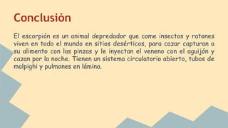 Conclusión
El escorpión es un animal depredador que come insectos y ratones
viven en todo el mundo en sitios desérticos, para cazar capturan a
su alimento con las pinzas y le inyectan el veneno con el aguijón y
cazan por la noche. Tienen un sistema circulatorio abierto, tubos de
malpighi y pulmones en lámina.
 