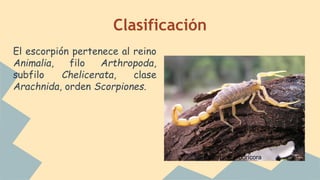 Clasificación
El escorpión pertenece al reino
Animalia, filo Arthropoda,
subfilo Chelicerata, clase
Arachnida, orden Scorpiones.
Escorpión arborícora
 