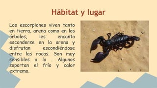 Hábitat y lugar
Los escorpiones viven tanto
en tierra, arena como en los
árboles, les encanta
esconderse en la arena y
disfrutan escondiéndose
entre las rocas. Son muy
sensibles a la . Algunos
soportan el frío y calor
extremo.
 