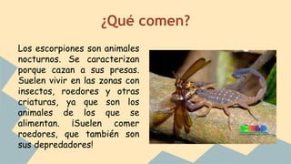 ¿Qué comen?
Los escorpiones son animales
nocturnos. Se caracterizan
porque cazan a sus presas.
Suelen vivir en las zonas con
insectos, roedores y otras
criaturas, ya que son los
animales de los que se
alimentan. ¡Suelen comer
roedores, que también son
sus depredadores!
 