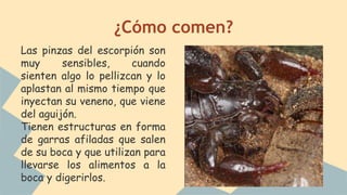 ¿Cómo comen?
Las pinzas del escorpión son
muy sensibles, cuando
sienten algo lo pellizcan y lo
aplastan al mismo tiempo que
inyectan su veneno, que viene
del aguijón.
Tienen estructuras en forma
de garras afiladas que salen
de su boca y que utilizan para
llevarse los alimentos a la
boca y digerirlos.
 