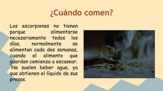 ¿Cuándo comen?
Los escorpiones no tienen
porque alimentarse
necesariamente todos los
días, normalmente se
alimentan cada dos semanas,
cuando el alimento que
guardan comienza a escasear.
No suelen beber agua, ya
que obtienen el líquido de sus
presas.
 