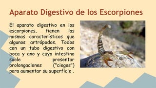 Aparato Digestivo de los Escorpiones
El aparato digestivo en los
escorpiones, tienen las
mismas características que
algunos artrópodos. Todos
con un tubo digestivo con
boca y ano y cuyo intestino
suele presentar
prolongaciones ("ciegos")
para aumentar su superficie .
No hemos podido encontrar una foto relacionada con
este tema.
 
