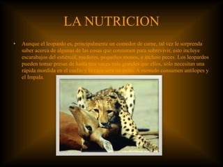 LA NUTRICION
• Aunque el leopardo es, principalmente un comedor de carne, tal vez le sorprenda
saber acerca de algunas de las cosas que consumen para sobrevivir, esto incluye
escarabajos del estiércol, roedores, pequeños monos, e incluso peces. Los leopardos
pueden tomar presas de hasta tres veces más grandes que ellos, sólo necesitan una
rápida mordida en el cuello y la caza será un éxito. A menudo consumen antílopes y
el Impala.
 
