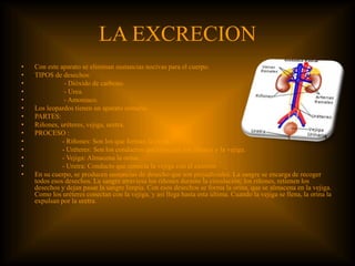 LA EXCRECION
• Con este aparato se eliminan sustancias nocivas para el cuerpo.
• TIPOS de desechos:
• - Dióxido de carbono.
• - Urea.
• - Amoniaco.
• Los leopardos tienen un aparato urinario.
• PARTES:
• Riñones, uréteres, vejiga, uretra.
• PROCESO :
• - Riñones: Son los que forman la orina.
• - Uréteres: Son los conductos que conectan los riñones y la vejiga.
• - Vejiga: Almacena la orina.
• - Uretra: Conducto que conecta la vejiga con el exterior.
• En su cuerpo, se producen sustancias de desecho que son perjudiciales. La sangre se encarga de recoger
todos esos desechos. La sangre atraviesa los riñones durante la circulación; los riñones, retienen los
desechos y dejan pasar la sangre limpia. Con esos desechos se forma la orina, que se almacena en la vejiga.
Como los uréteres conectan con la vejiga, y así llega hasta esta última. Cuando la vejiga se llena, la orina la
expulsan por la uretra.
 